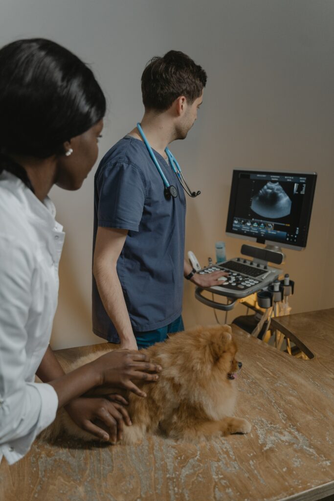 cate and dog radiology services